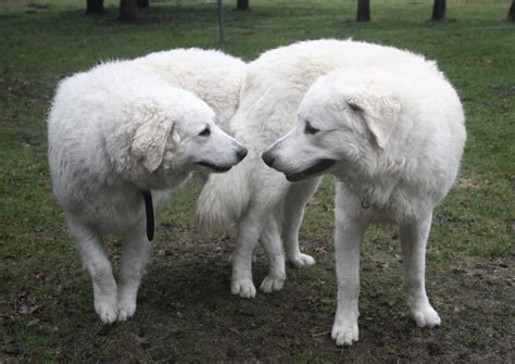 Kuvasz Giant Dog Breeds Kuvasz Livestock Guardian Dog