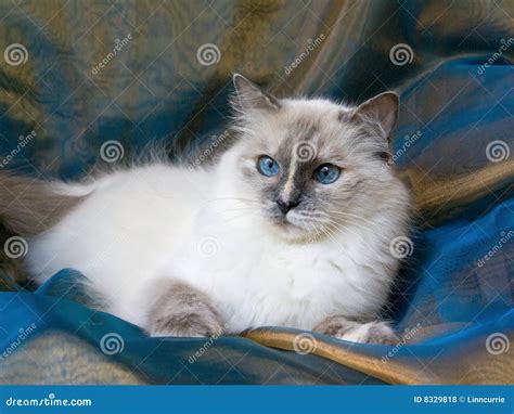 Beautiful Pretty Ragdoll Cat Stock Photo Image Of Medium Love 8329818
