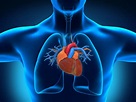 11 Surprising Facts About the Respiratory System