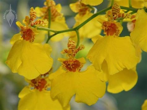 Aboutorchids Blog Archive Orchid Valentine Orchids Oncidium Orchids Oncidium