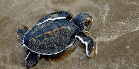 Baby Sea Turtles Will Soon Start Emerging From Their Nests Photos