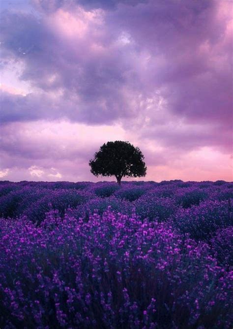 Lavender Fragrant Field By Cumacevic In 2020 Beautiful Nature