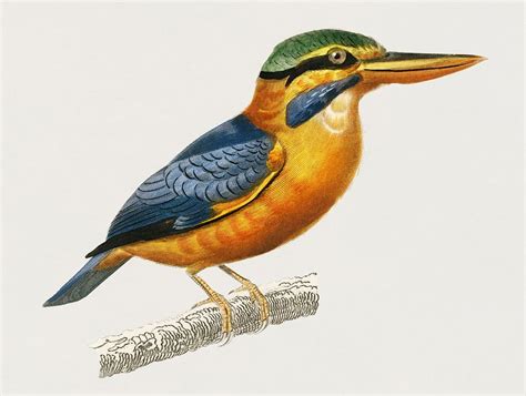 Vintage Illustration Rufous Collared Kingfisher Martin Premium PSD