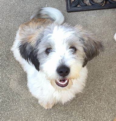 Adorable baby capuchin monkeys that will make good house and family pets, ready for caring homes. ST LOUIS, MO - Toy Poodle. Meet KRICKET a Pet for Adoption.