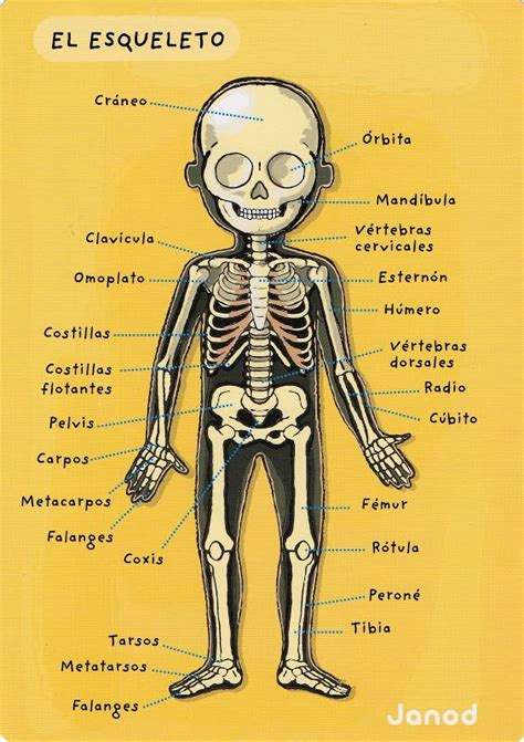 30 Huesos Principales Del Cuerpo Humano