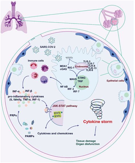 Schematic Depicting The Cytokine Storm Cs Mechanisms In Severe