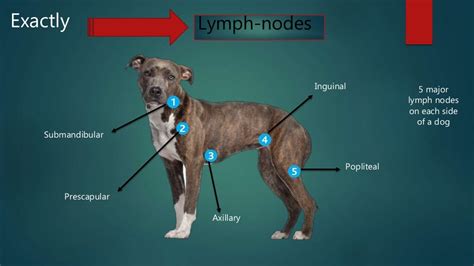 Examination Of Superficial Lymph Nodes In Dogs And Cat
