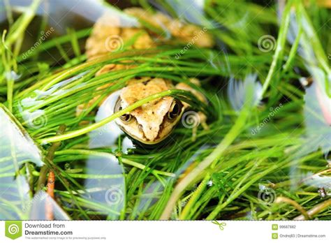Small Brown Frog Stock Photo Image Of Biology Jungle 99687882
