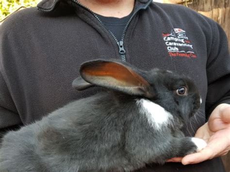 Giant Continental Rabbits For Sale Continental Giant For Sale