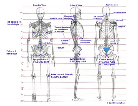 Skeletal And Human Body Ideal Proportions Human Body Proportions