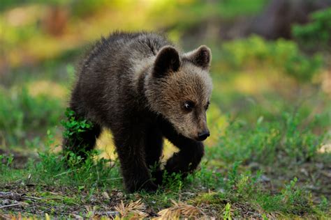 Bears Are One Of The Cutest Baby Animals Blueridgemountainlife