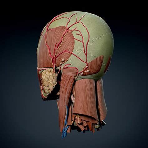Human Male Head Anatomy 3d Model Max Obj 3ds Fbx C4d Lwo Lw Lws