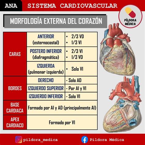 Morfologia Externa Del Corazon AnatomÍa Cardiovascular Udocz