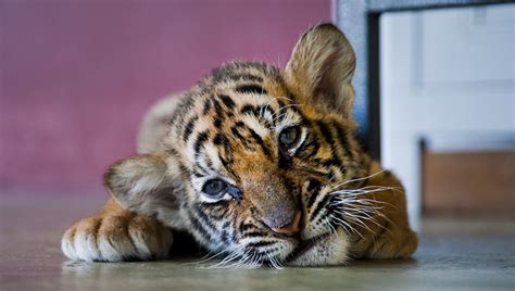 Cutest Baby Tiger Plays And Explores His World Video Dawn Productions