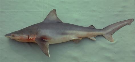 Carcharhinus Plumbeus