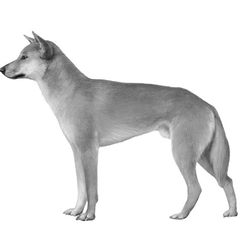 Is Dingo A Dog Breed