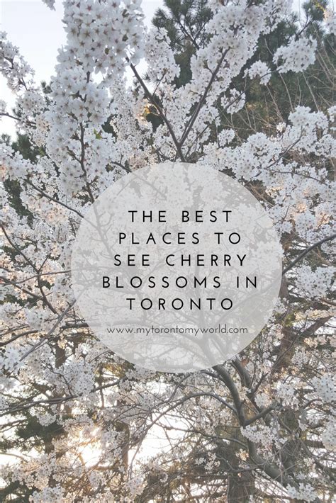 17 Places Where You Can See Cherry Blossoms In Toronto Artofit