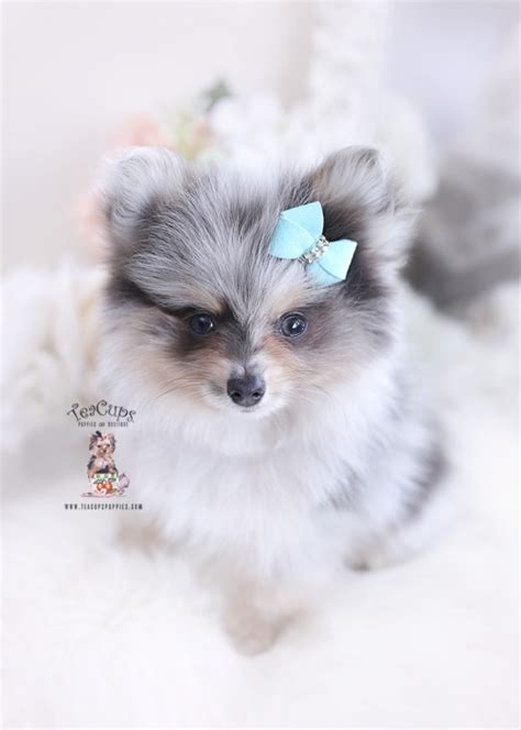 Teacup dogs are similarly famous by terms such as toy dog breeds, miniature breeds, and micro dogs. Pekingese Puppies For Sale by TeaCups, Puppies & Boutique | Teacup Puppies & Boutique