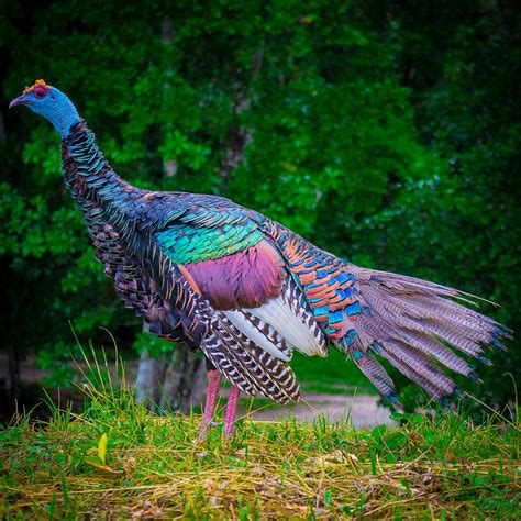 Thank You Wild Turkeys Beauty In Wild And Heritage Breeds Beautifulnow