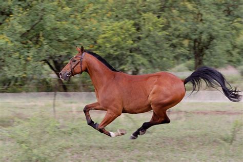 Bay Horse Galloping Photograph By Leon Kramer