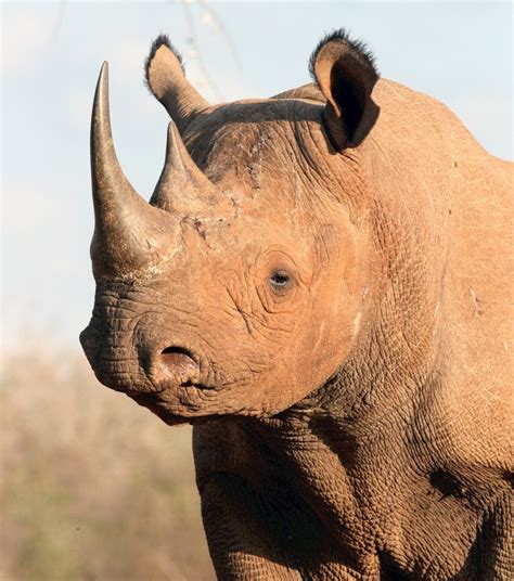 It is a division of bonia group, the world's leading brand in as one of the fastest growing brands, carlo rino is set to take the fashion scene to another level with its. Black Rhino. Stop selling out our rhinos for male ...