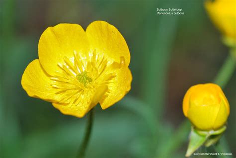 Us Wildflowers Database Of Yellow Wildflowers For Massachusetts