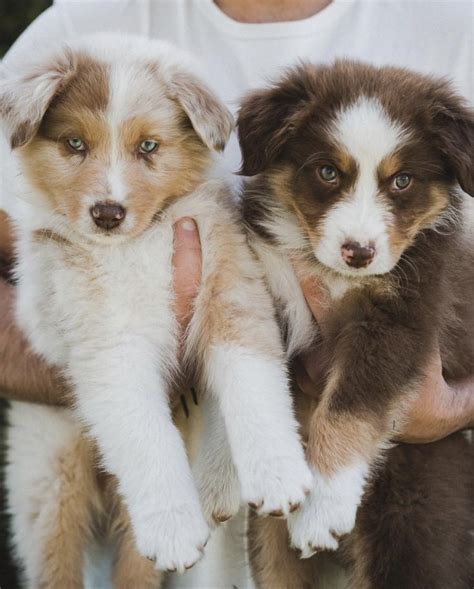 pin by linda sims on ♥ australian shepherds ♥ blue merle aussie australian shepherd breeds