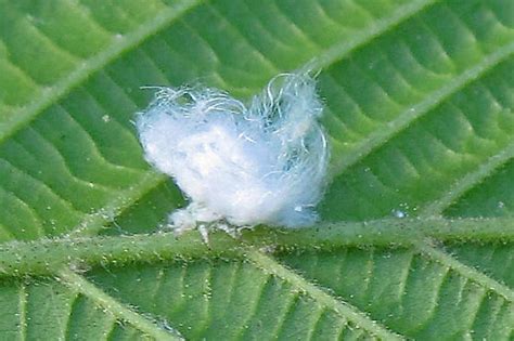 Wooly Alder Aphid Psylla Floccosa Bugguidenet