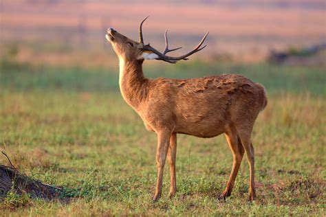 Barasingha Deer Wild Animals British Wildlife