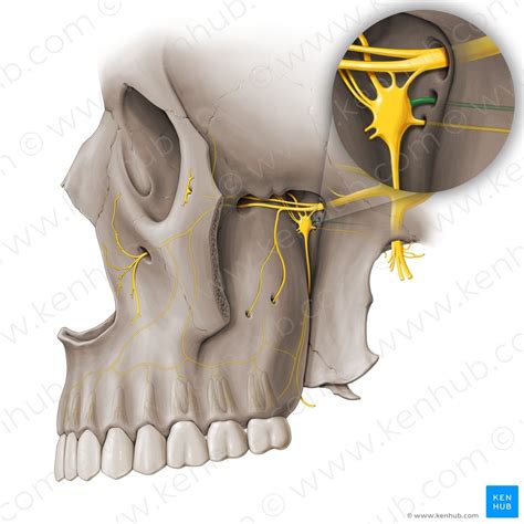 Lacrimal Gland Anatomy Supply And Function Kenhub