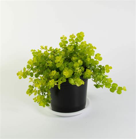 But did you check ebay? Creeping Jenny - Plant and Pot NZ