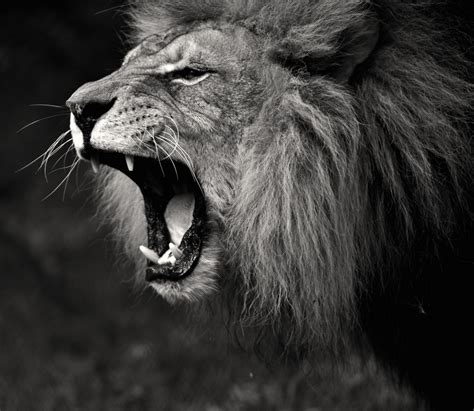 Free Download Lion Roar Black And White Wallpaper 1024x889 For Your
