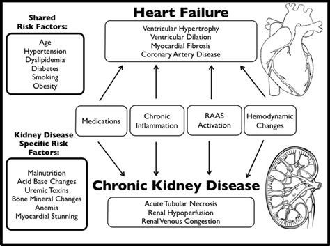 The stage in chronic kidney disease in which damage to the kidney already hypertension with symptoms of congestive heart failure, edema of brain. Heart failure in patients with kidney disease | Heart