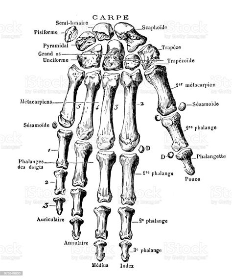 Ilustración De Huesos De La Mano Humana Y Más Vectores Libres De