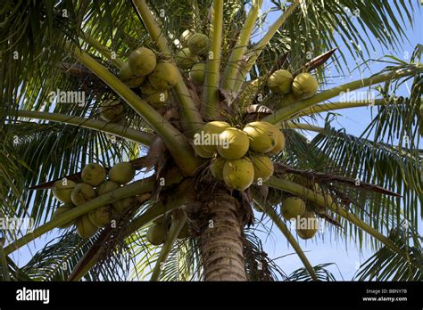 Blue Sky Clouds Coconuts Drink Food Milk Thailand Tree Hi Res Stock