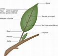 Partes de una hoja. | Herbario de hojas, Ciencia de las plantas, Partes ...