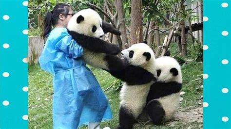 コンプリート！ Panda Cubs Cute Baby Real Too Cute Panda 246739