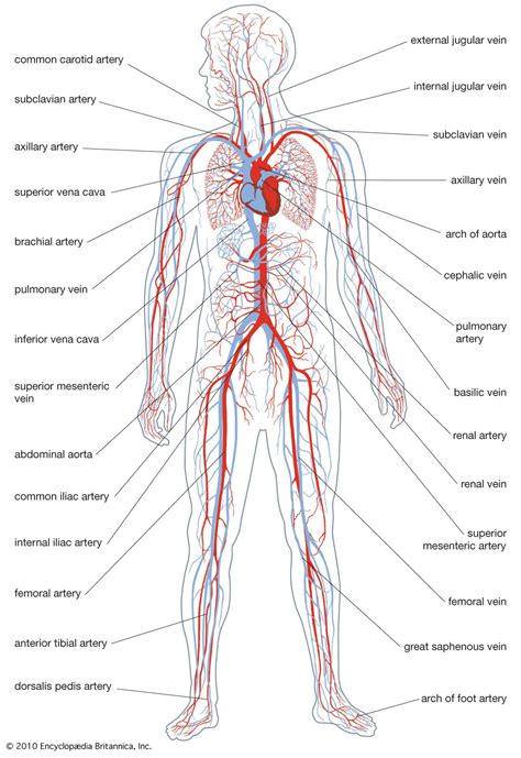 Heart And Circulatory System Worksheet