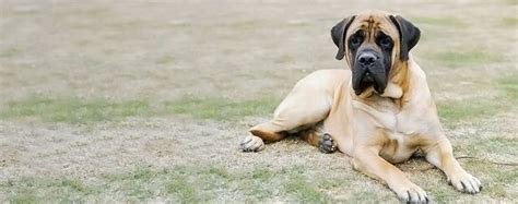North American Mastiff Powerfull Dog Facts Appetite Pets