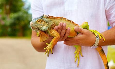 Iguana Care 2019 The Comprehensive Guide For Beginner