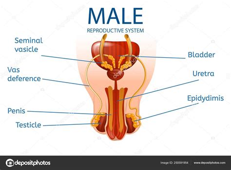 Want to learn more about it? Male Reproductive System. Detailed Mans Genitals — Stock ...