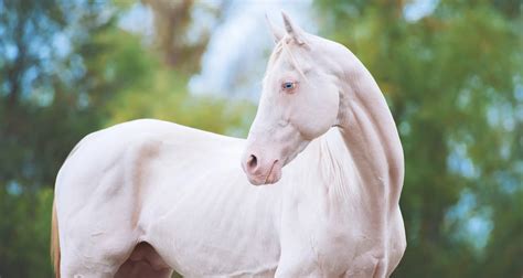 Discover The Extraordinary World Of The Rarest And Most Unique Horses