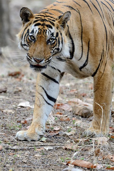 Tigers Of India Witnessing History Craig Jones Wildlife Photographer