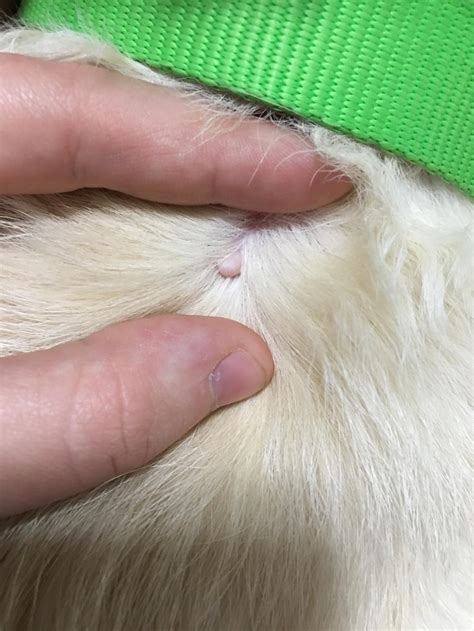 My Dog Has Roundish Pink Bumps On His Skin And Im Worried It May Be