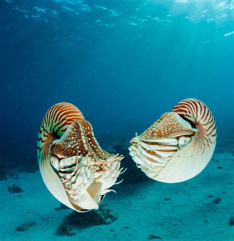 Top 196 Nautilus Marine Animal