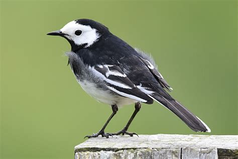 Pied Wagtail By Fausto Riccioni Birdguides