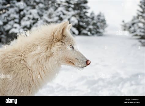 Artic Wolves Hi Res Stock Photography And Images Alamy