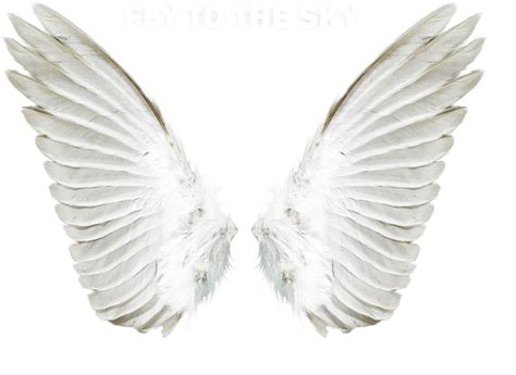 Angel Wings Png Transparent Background Angel Wings Png Png Image Hot Sex Picture