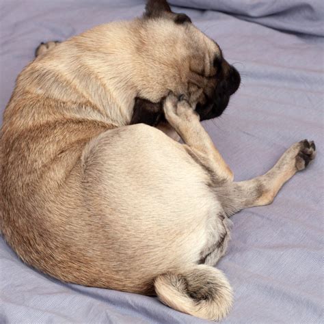 Pug Allergies Types Signs Home Remedies And Treatment Kooky Pugs