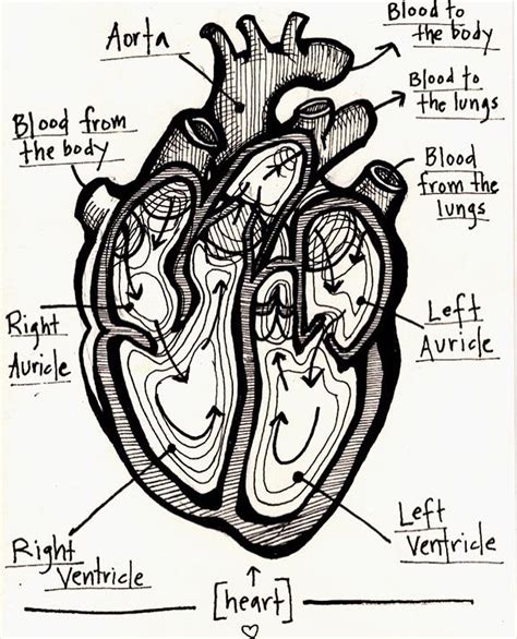 The Human Heart Anatomy ️ Human Heart Anatomy Heart Anatomy